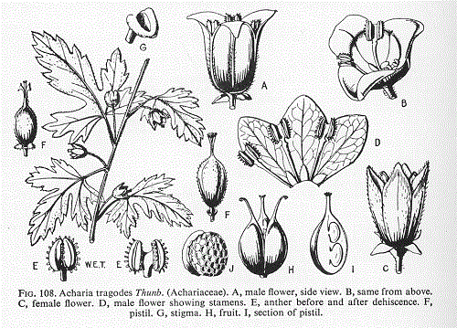 گیاهان تیره (خانواده)  اکاریاسه - Achariaceae
